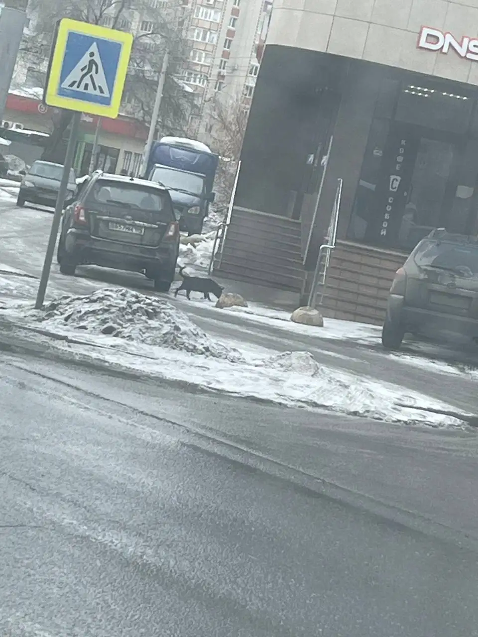 Найден мелкий питомец в районе политеха - Потерянные животные (Животные) в Саратов