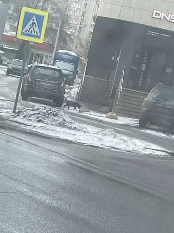 Найден мелкий питомец в районе политеха - Потерянные/найденные в Саратов