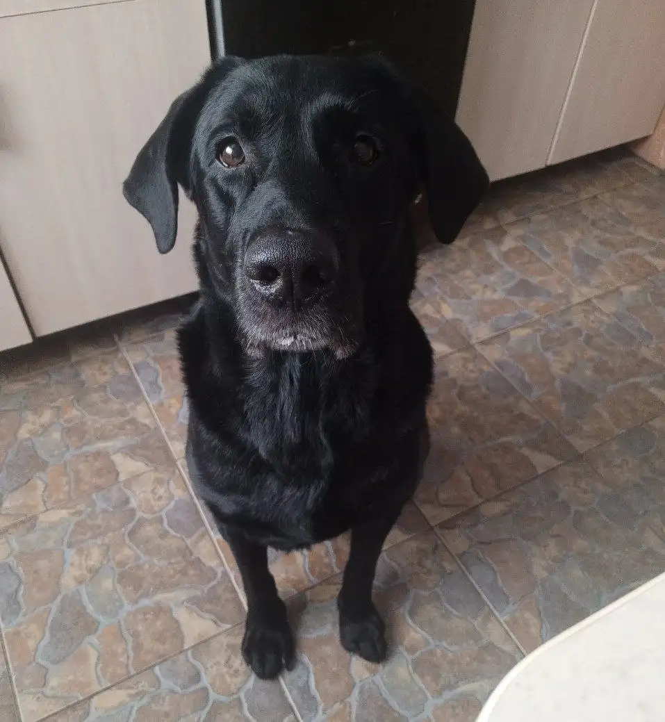 Пропала собака по кличке Барон - Собаки (Животные) в Саратов