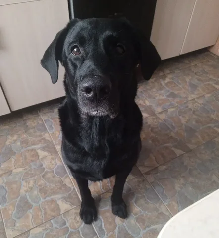 Пропала собака по кличке Барон - Собаки в Саратов