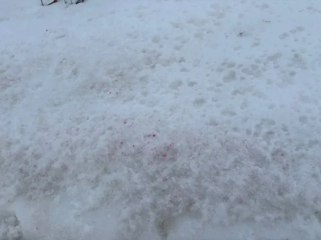 Потеряшка в Энгельсе - Животные в Энгельс