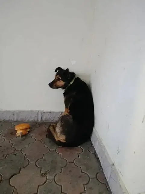 Потерянная собака в Саратове - Потерянные/найденные в Саратов