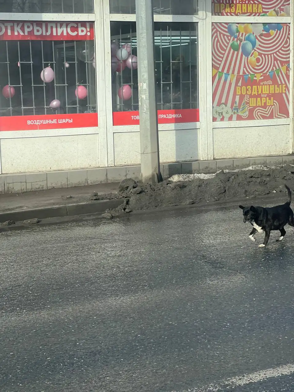 Найденные животные в Саратове - Потерянные/найденные (Животные) в Саратов