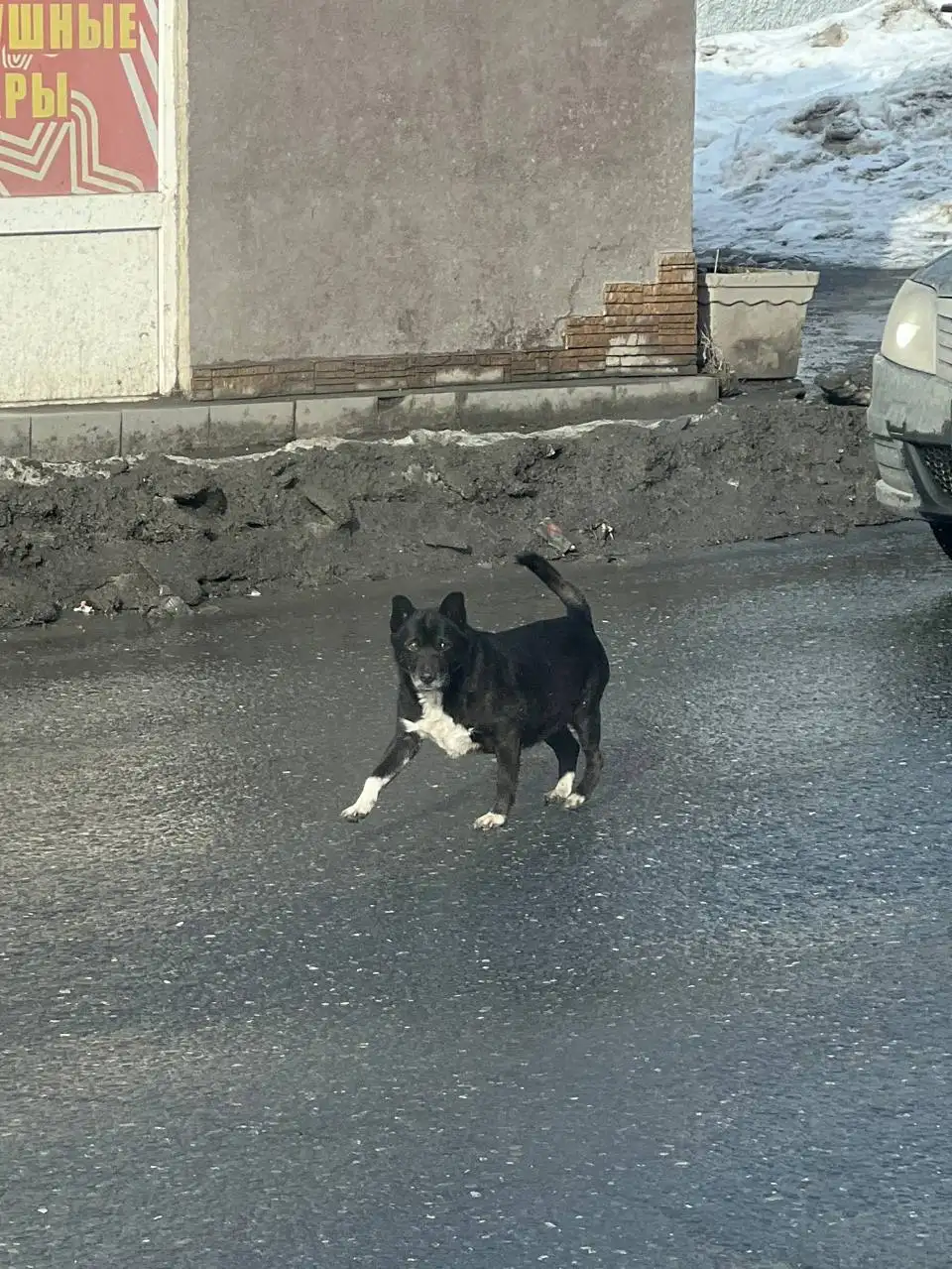 Найденные животные в Саратове - Потерянные/найденные (Животные) в Саратов