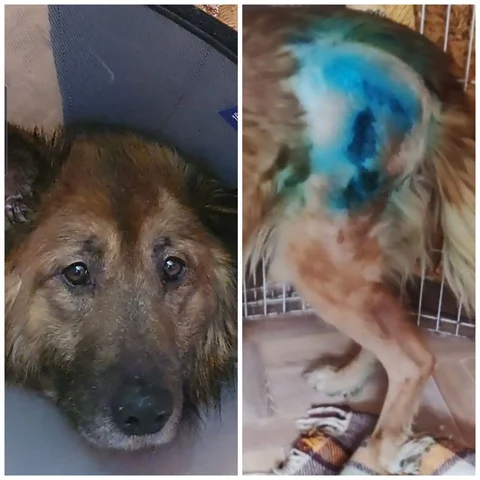 Сбор средств на лечение собаки Рекса после операции - Потерянные/найденные в Саратов