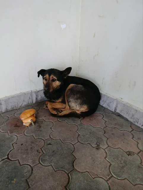 Найдена собака в Саратове - Потерянные/найденные в Саратов