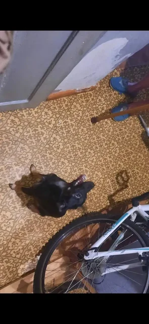 Ищем добрые руки для собаки в Балаково - Собаки в Балаково