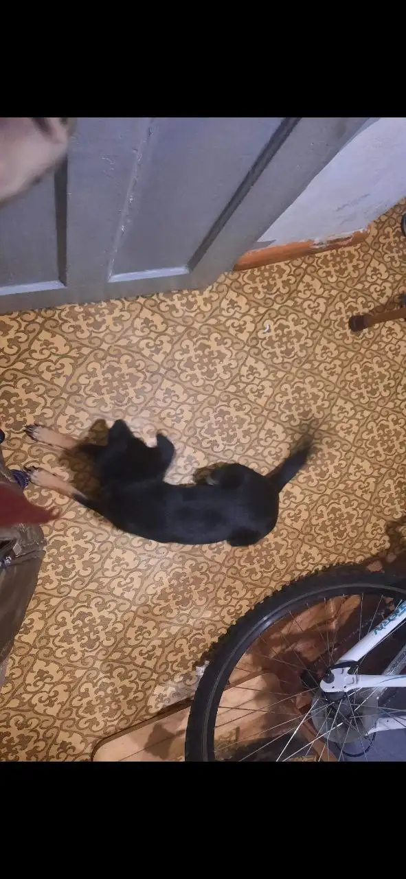 Ищем добрые руки для собаки в Балаково - Собаки (Животные) в Балаково