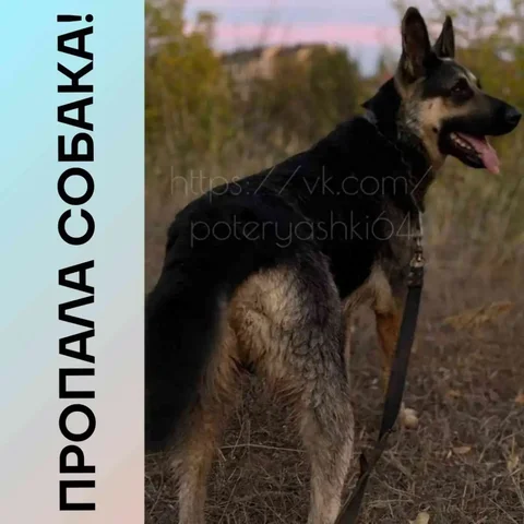 Пропал кобель восточно-европейской овчарки в Энгельсе - Животные в Энгельс