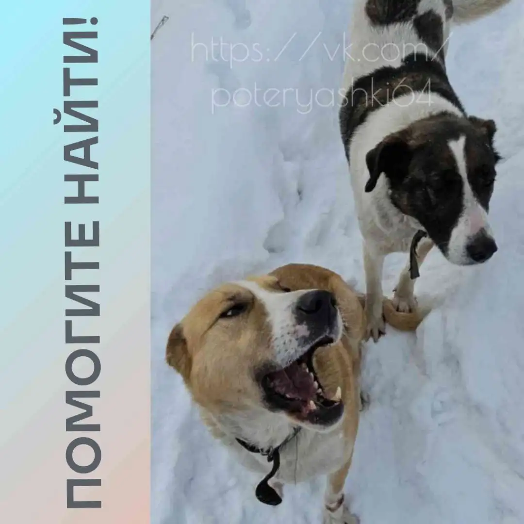 Пропали собаки в Кумысной поляне Саратова - Собаки (Животные) в Саратов