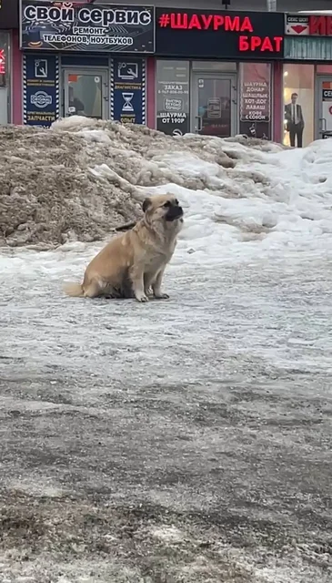 Потерявшийся малыш около Магнита на Тархова - Потерянные/найденные в Саратов