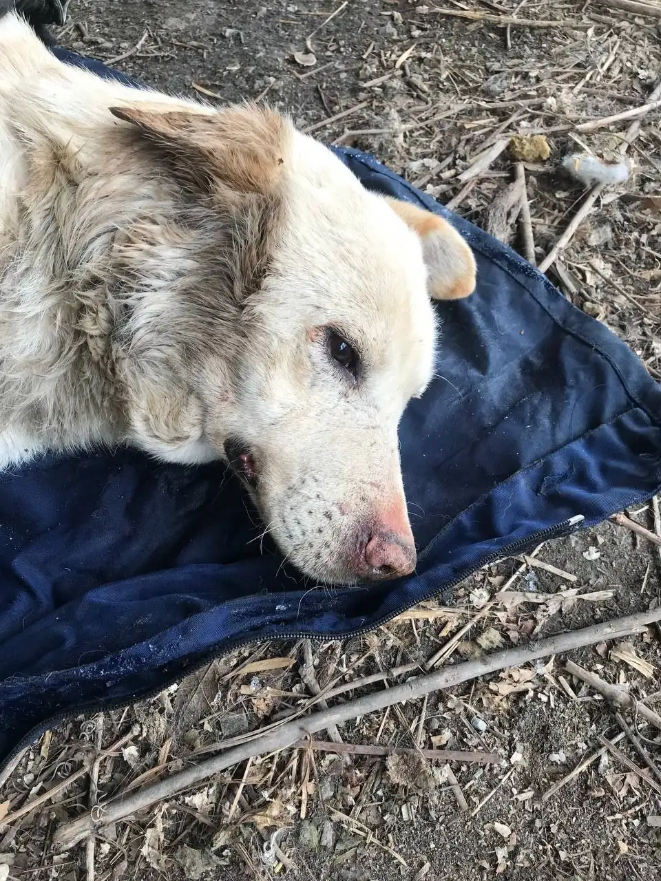 Экстренный поиск помощи для найденной собаки в Саратове - Животные в Саратов