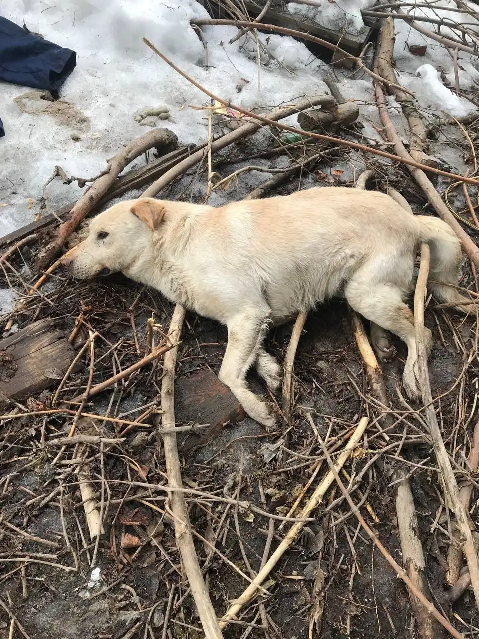 Экстренный поиск помощи для найденной собаки в Саратове - Животные в Саратов
