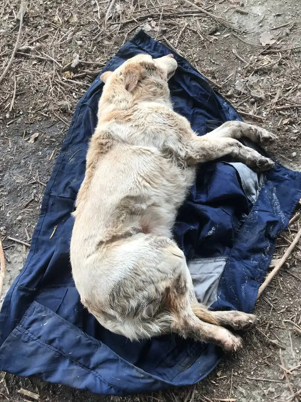 Экстренный поиск помощи для найденной собаки в Саратове - Животные в Саратов