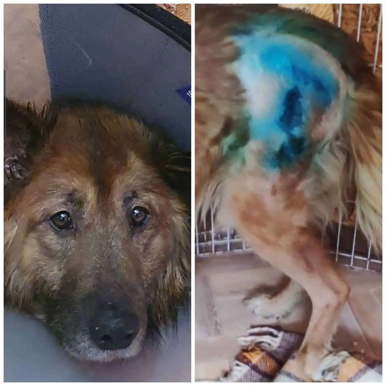 Сбор средств на лечение собаки Рекса после операции - Животные в Саратов