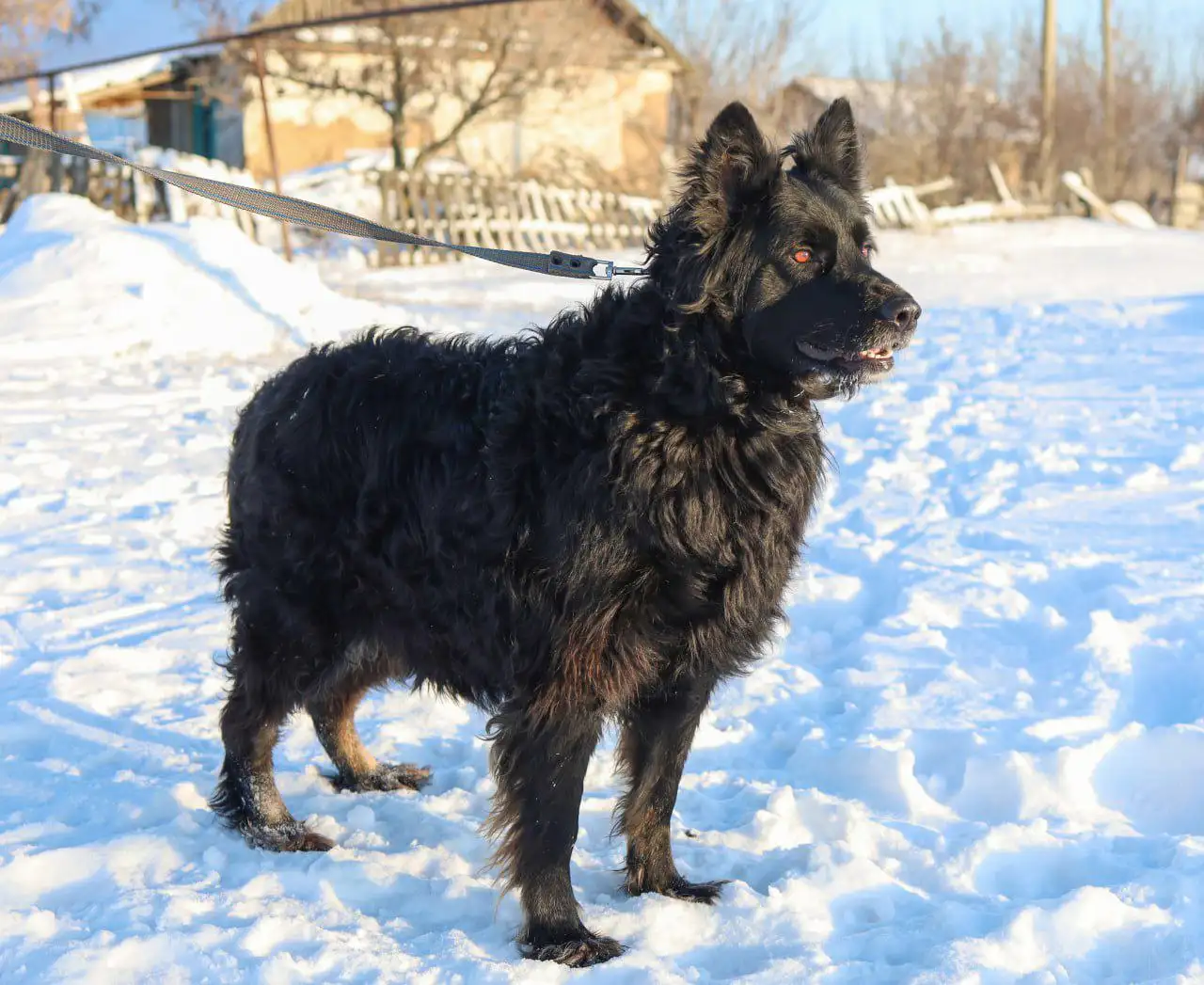 Помощь собаке Ночке с оплатой передержки - Собаки (Животные) в Саратов