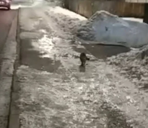 Найдена коричневая кошка в поселке Поливановка - Потерянные/найденные в Саратов