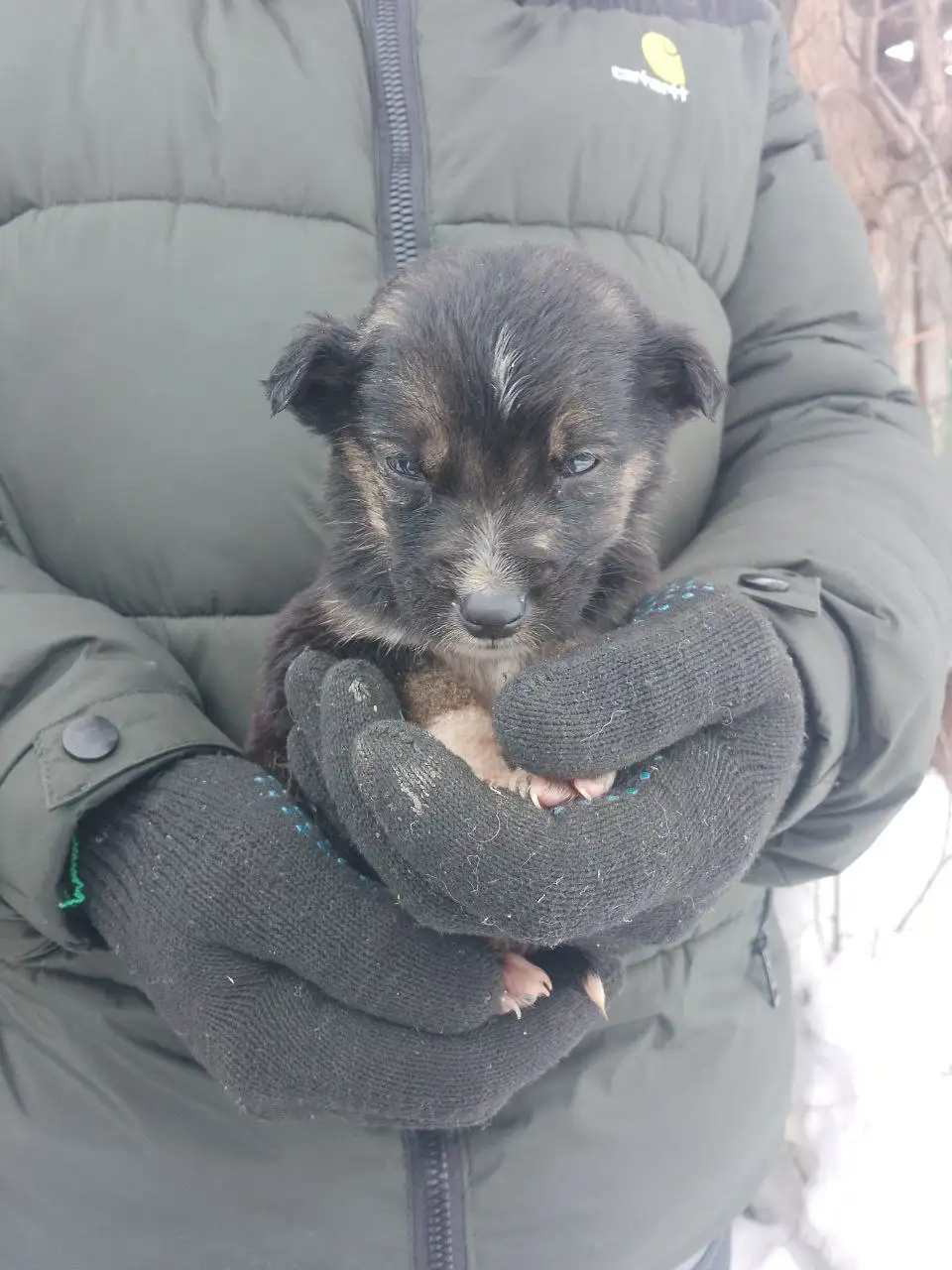 Срочно нужна помощь для 5 щенков - Собаки (Животные) в Саратов