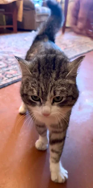 СРОЧНО Ищем дом для стерилизованной кошечки в Саратове - Потерянные/найденные в Саратов