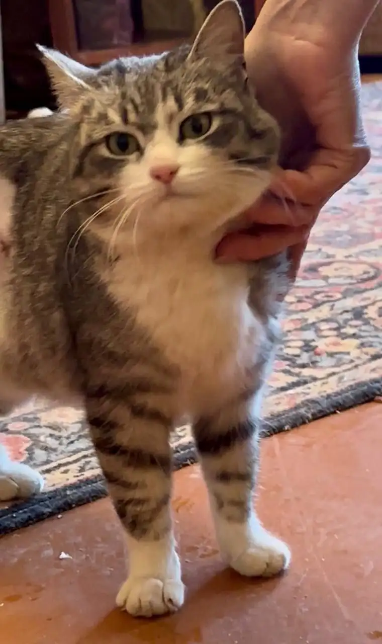 СРОЧНО Ищем дом для стерилизованной кошечки в Саратове - Кошки (Животные) в Саратов