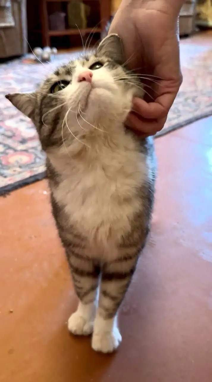 СРОЧНО Ищем дом для стерилизованной кошечки в Саратове - Кошки (Животные) в Саратов