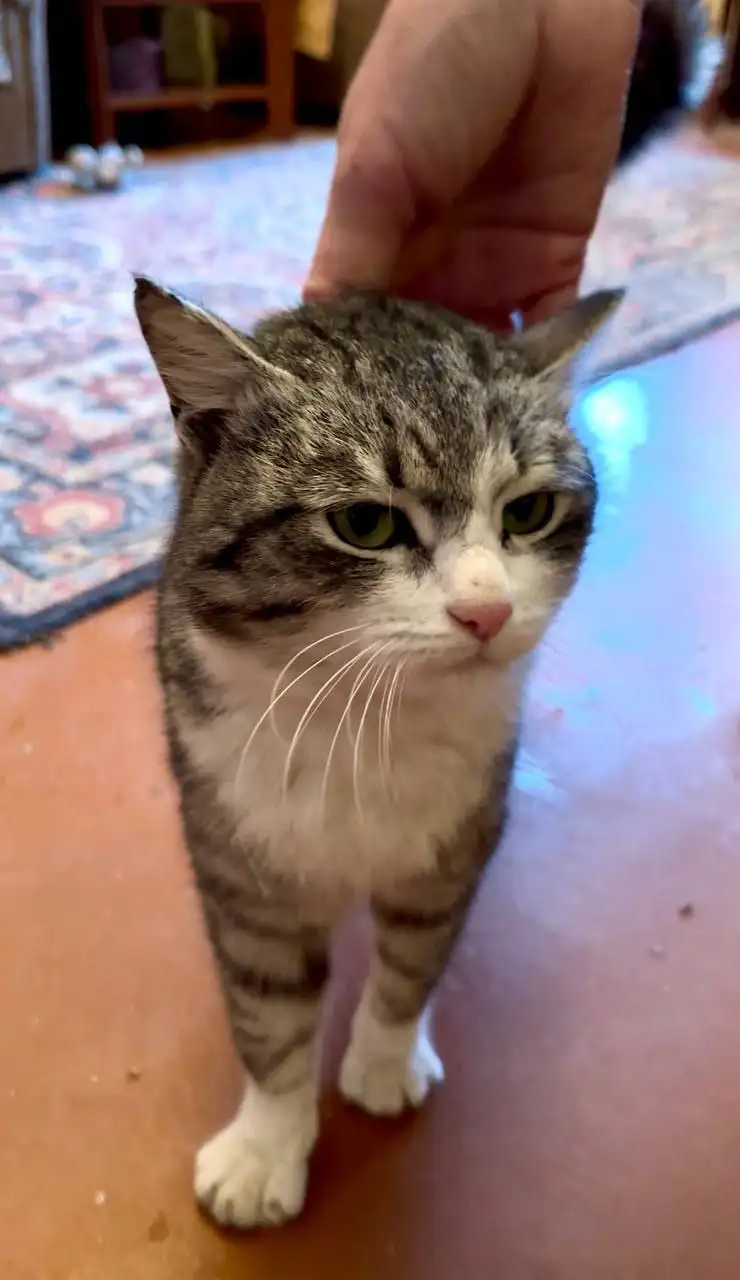 СРОЧНО Ищем дом для стерилизованной кошечки в Саратове - Кошки (Животные) в Саратов