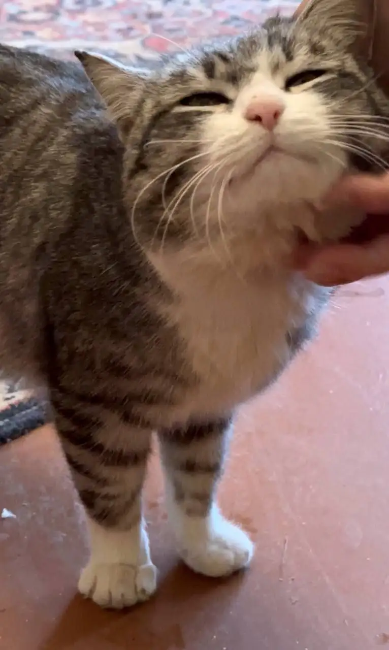 СРОЧНО Ищем дом для стерилизованной кошечки в Саратове - Кошки (Животные) в Саратов