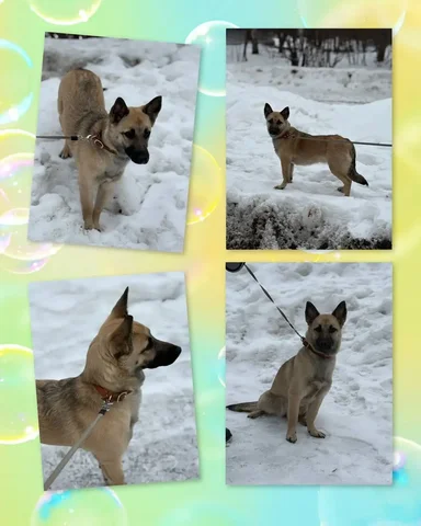 Собака Дина для ответственных хозяев - Потерянные/найденные в Саратов