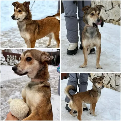 Пристройство собаки Бэлла в Саратове - Потерянные/найденные в Саратов