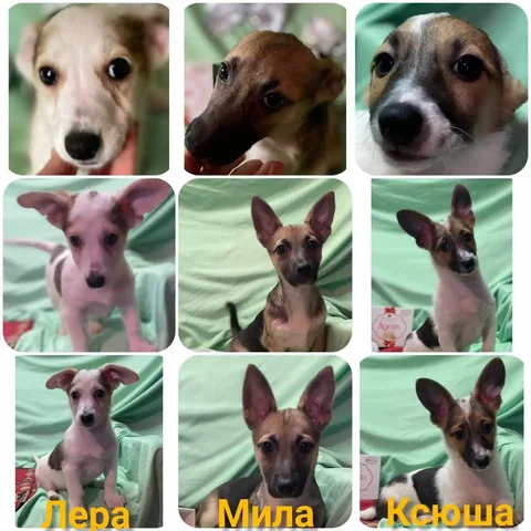 Щенки для семьи в Саратове - Потерянные/найденные в Саратов