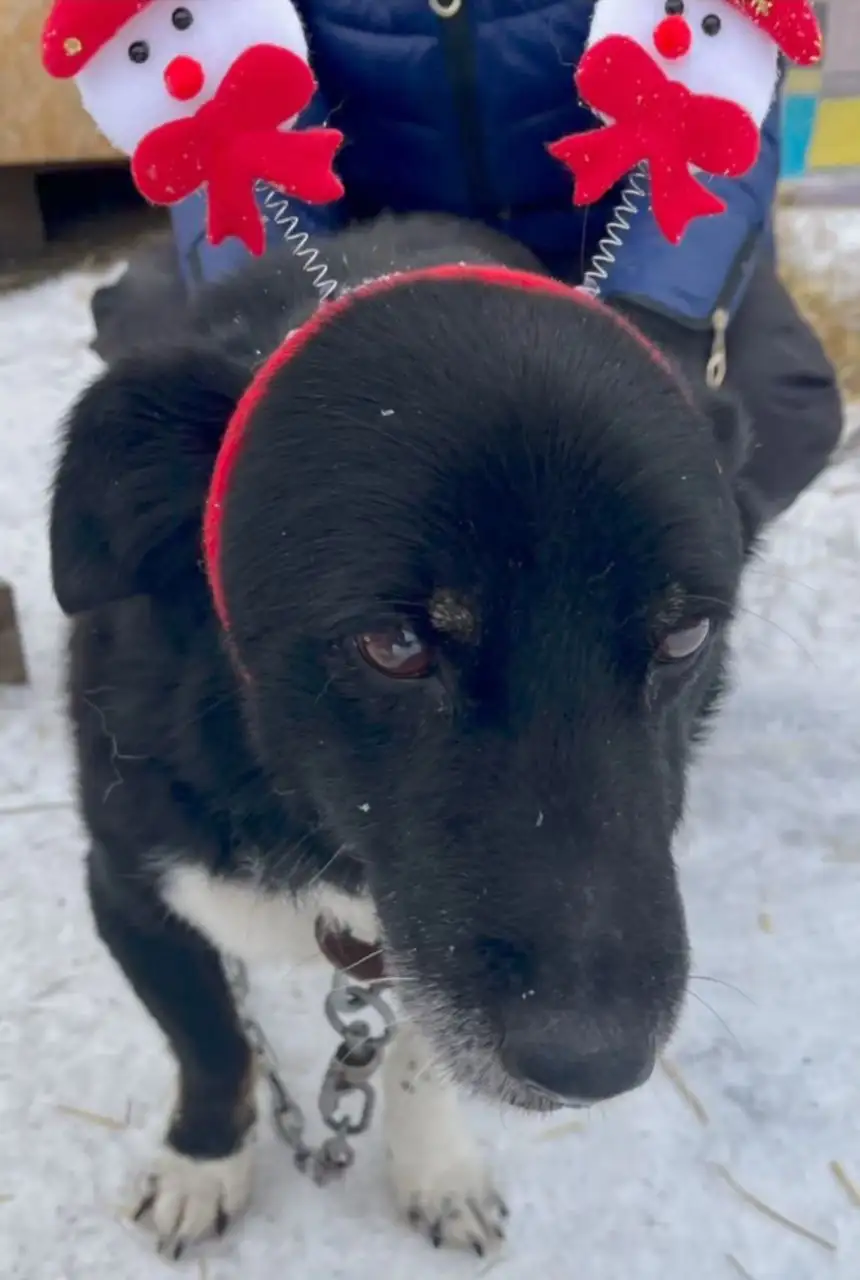 Сбор средств на передержку собаки Малыш - Животные в Саратов