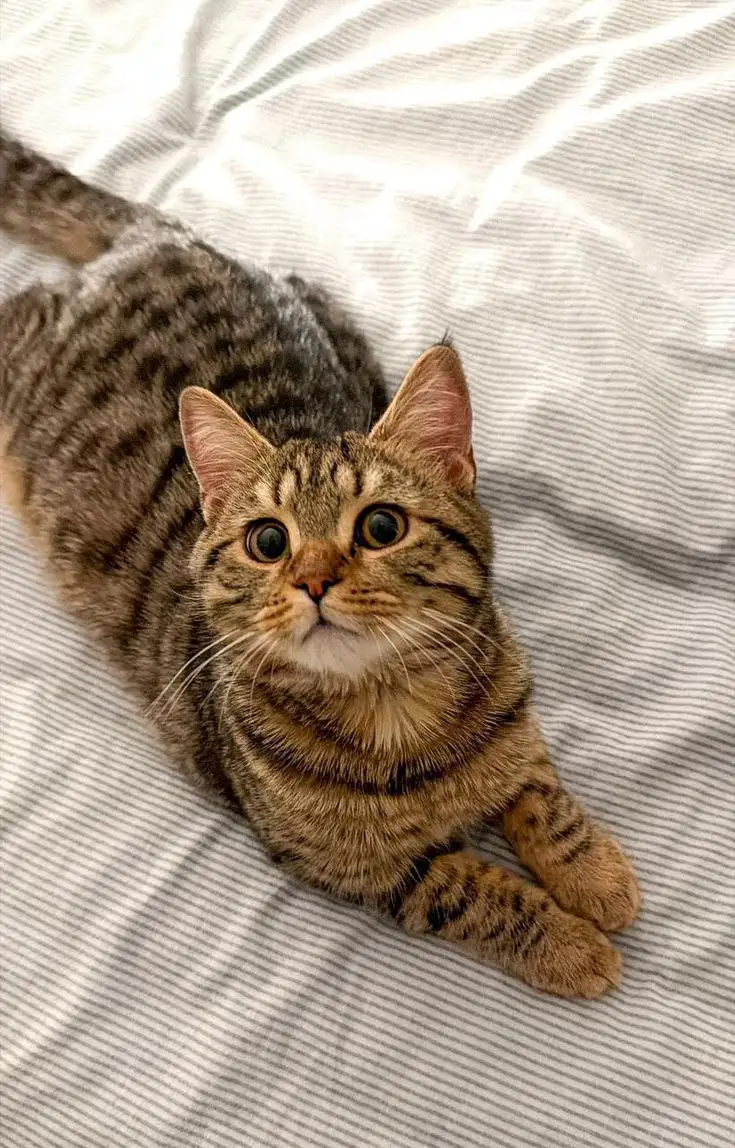 Потеряшки в Саратове - Потерянные животные (Животные) в Саратов