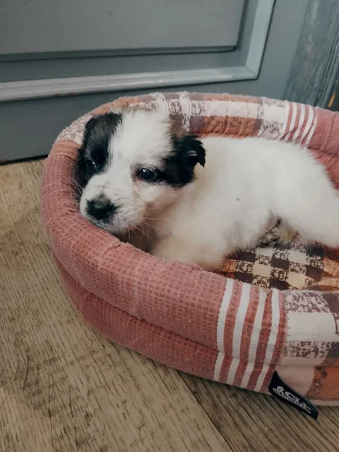 Котята ищут дом или передержку в Саратове - Потерянные/найденные в Саратов