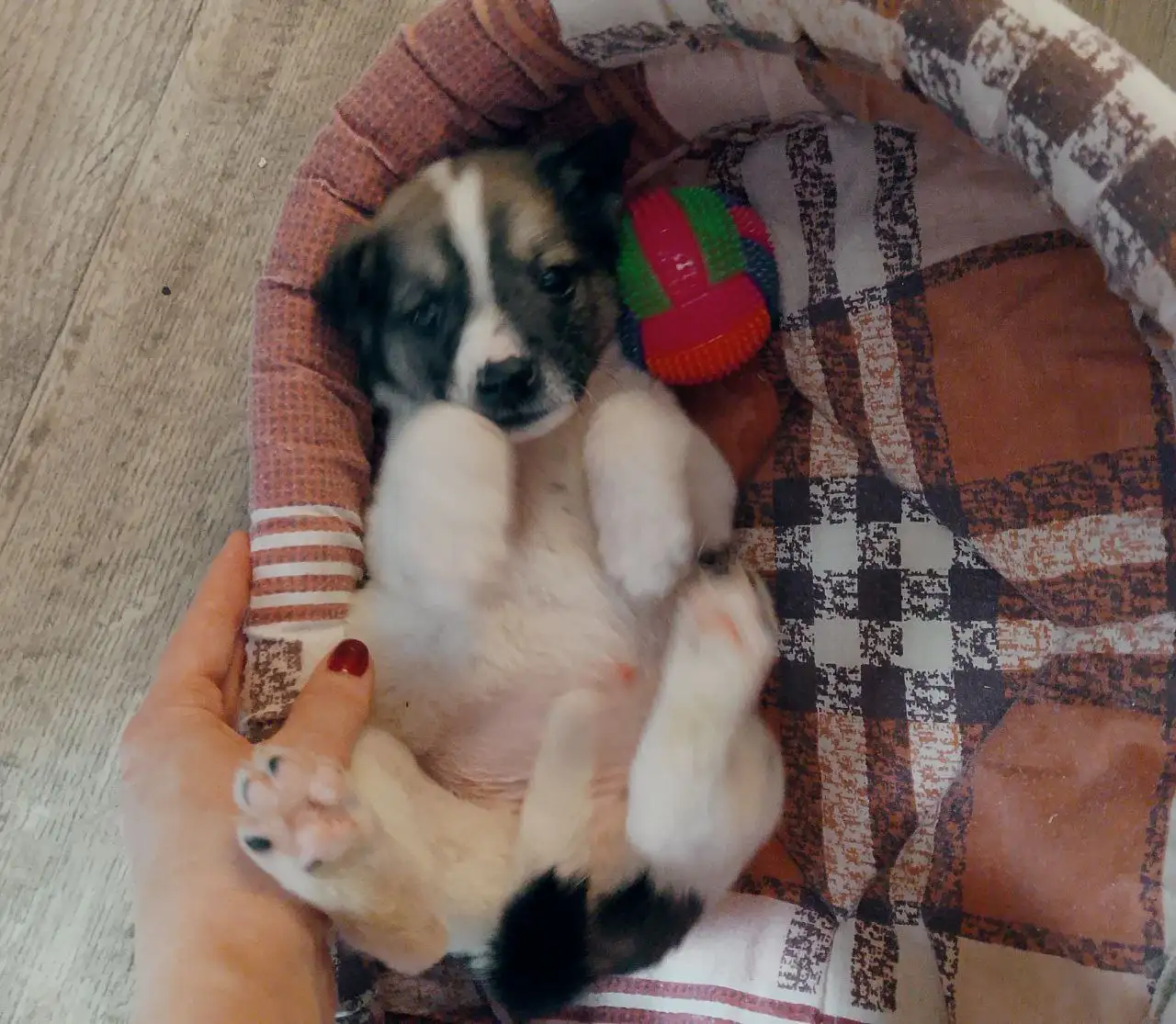 Котята ищут дом или передержку в Саратове - Кошки (Животные) в Саратов