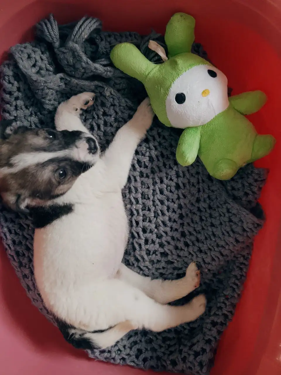 Котята ищут дом или передержку в Саратове - Кошки (Животные) в Саратов