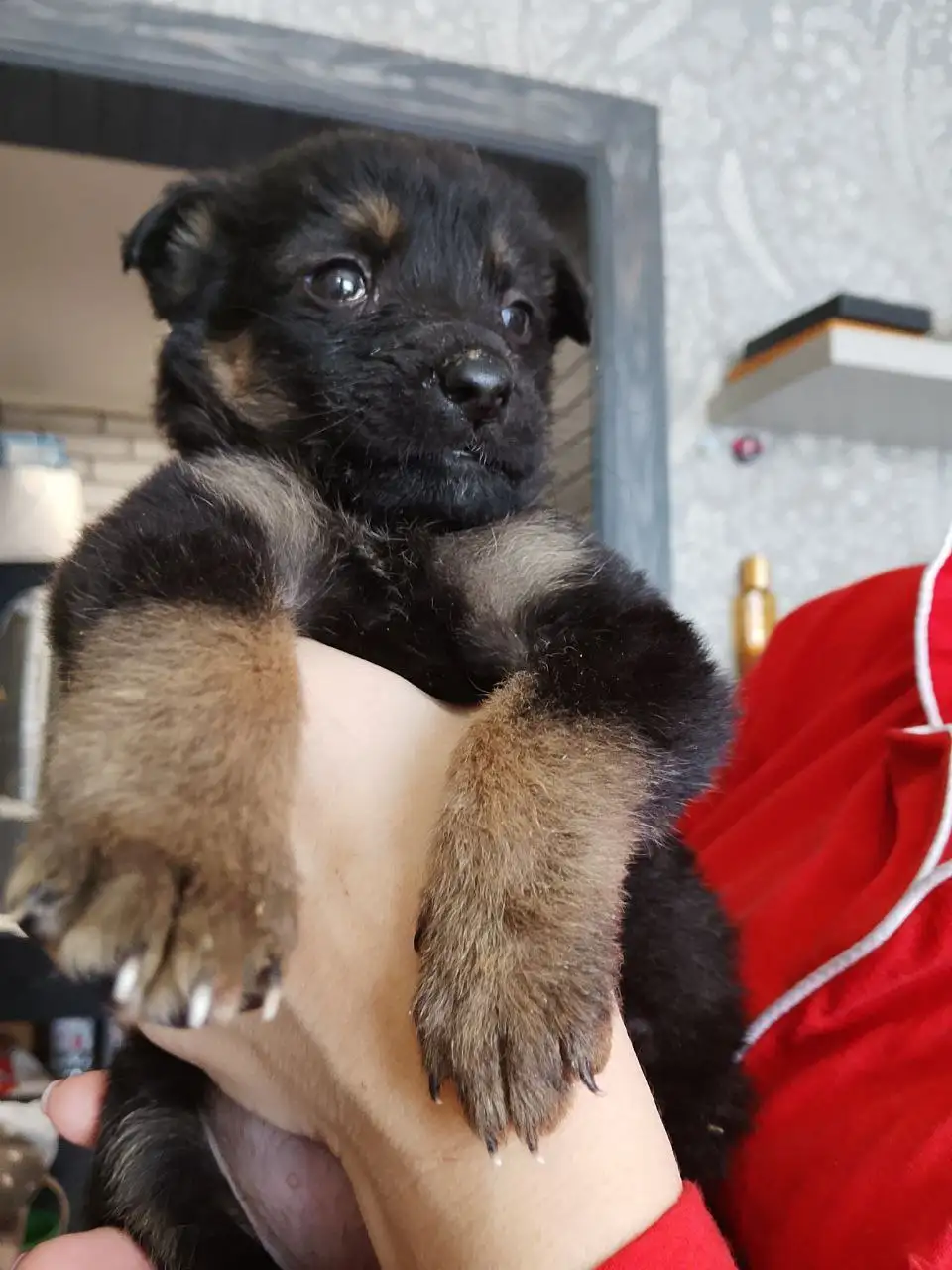 Котята ищут дом или передержку в Саратове - Кошки (Животные) в Саратов