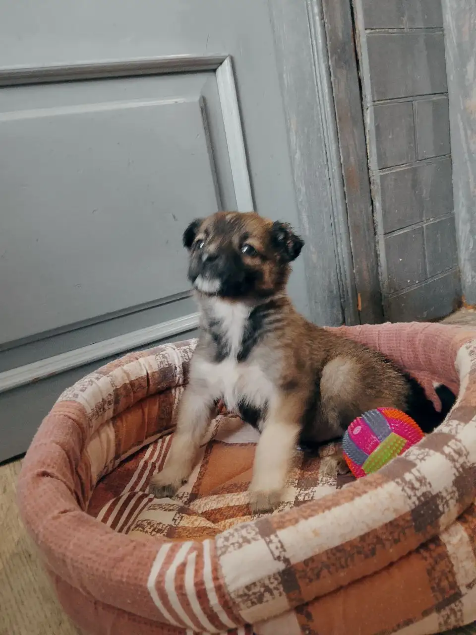 Котята ищут дом или передержку в Саратове - Кошки (Животные) в Саратов