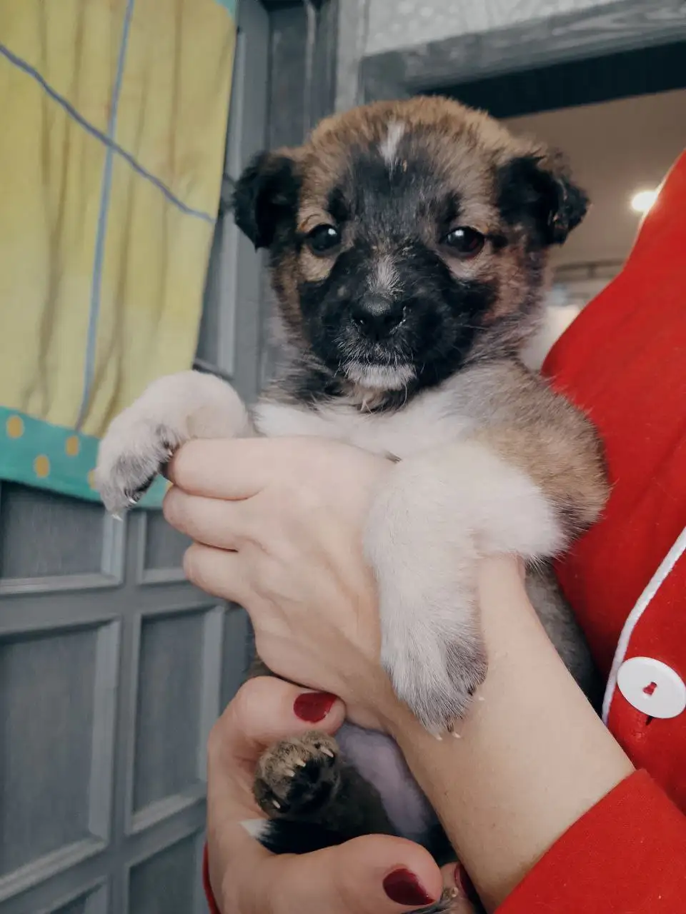 Котята ищут дом или передержку в Саратове - Кошки (Животные) в Саратов