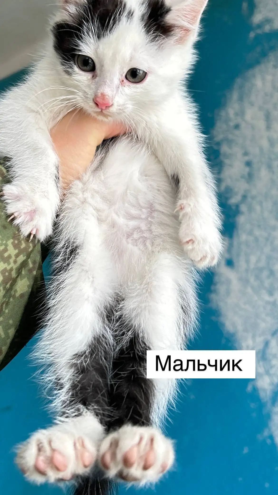 Котятки в добрые руки - Кошки (Животные) в Саратов