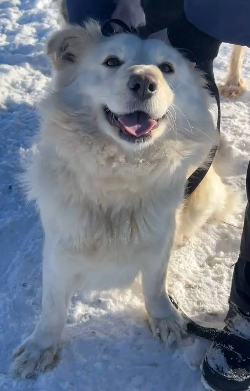 Миниатюрная собачка Белка ищет дом - Собаки (Животные) в Саратов