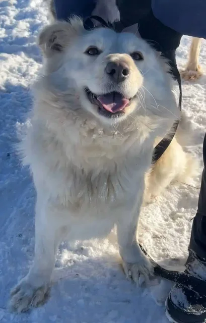 Миниатюрная собачка Белка ищет дом - Потерянные/найденные в Саратов