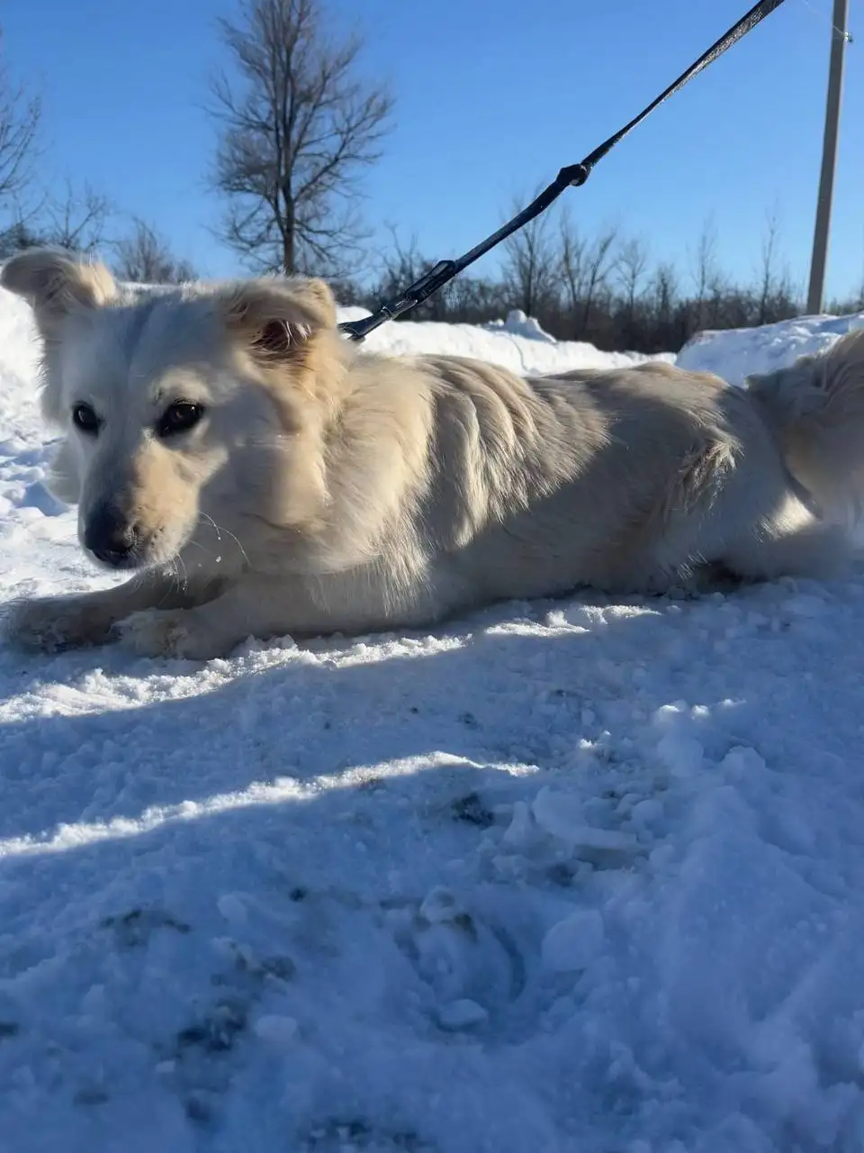 Миниатюрная собачка Белка ищет дом - Собаки (Животные) в Саратов