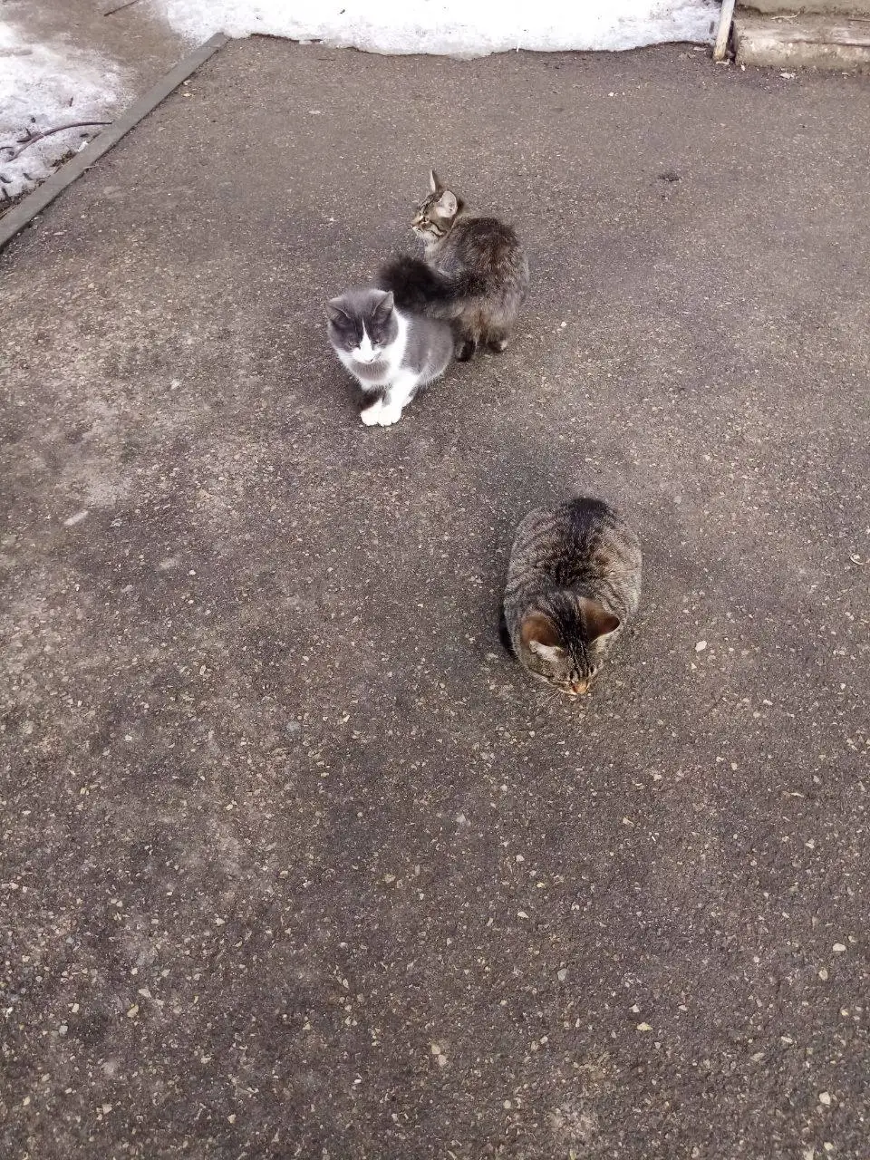 Котята в добрые руки - Кошки (Животные) в Саратов