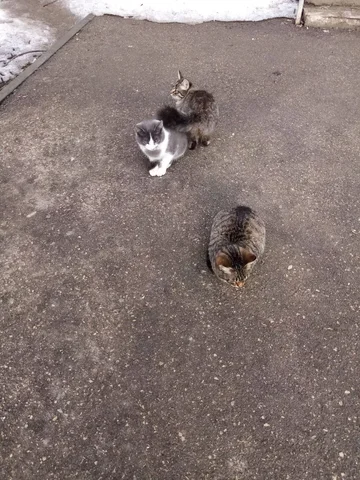 Котята в добрые руки - Потерянные/найденные в Саратов