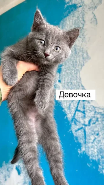 Котятки в добрые руки - Потерянные/найденные в Саратов