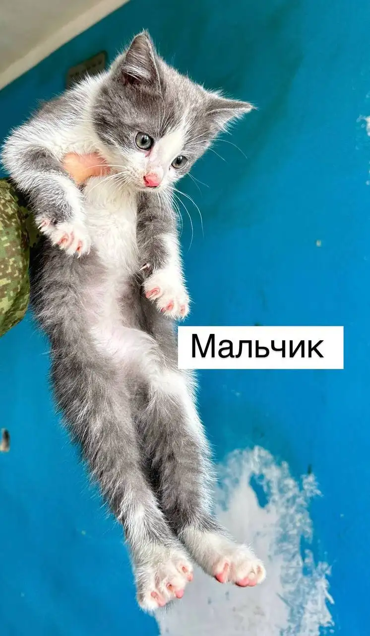 Котятки в добрые руки - Кошки (Животные) в Саратов