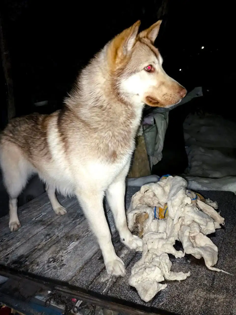 Поиск хозяина для молодого парня в Саратове - Собаки (Животные) в Саратов
