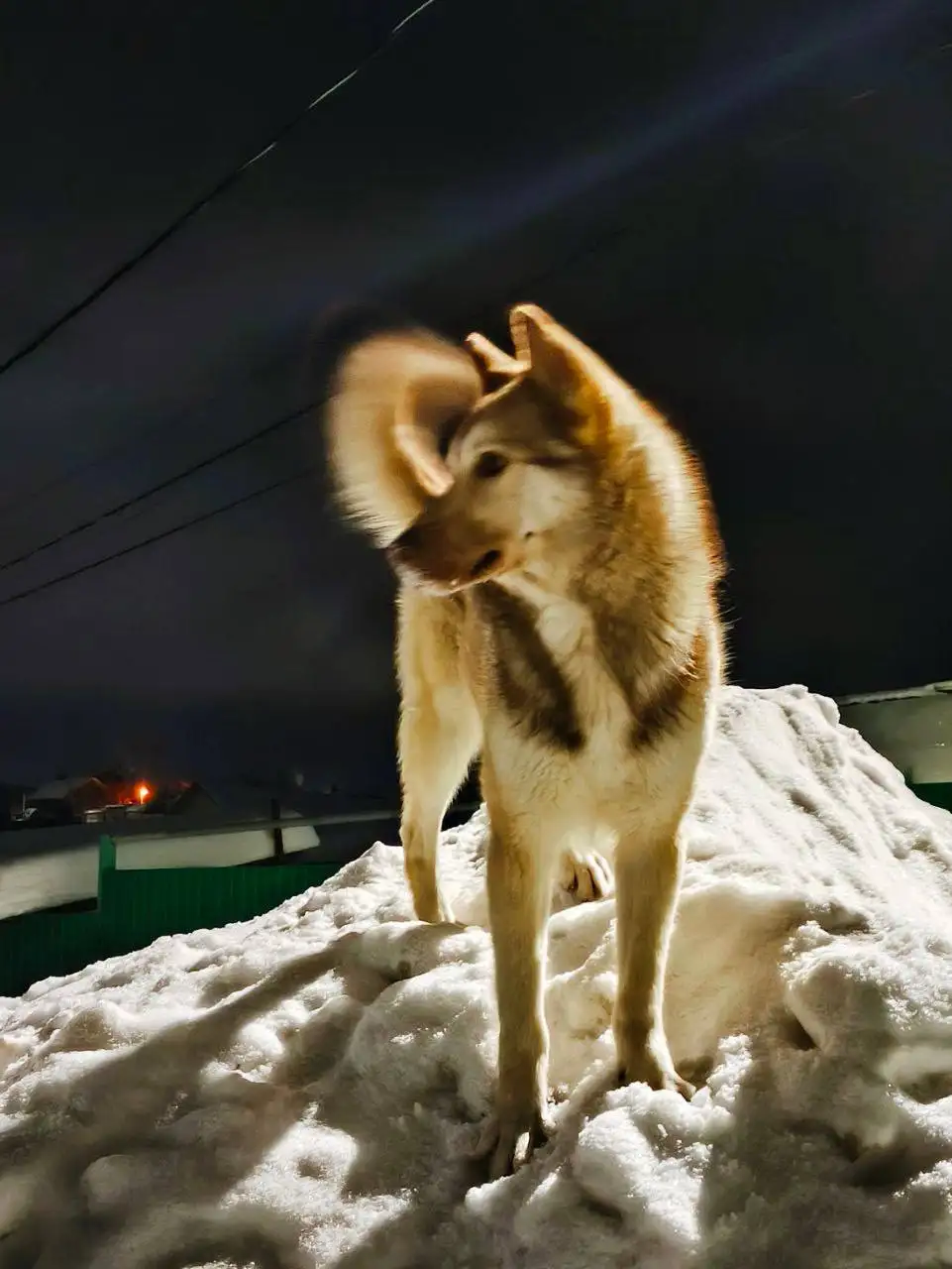 Поиск хозяина для молодого парня в Саратове - Собаки (Животные) в Саратов