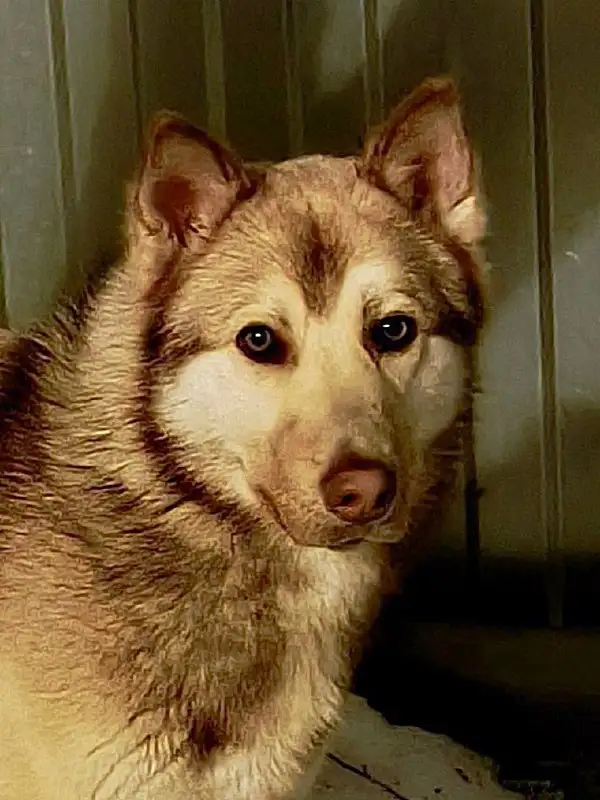 Поиск хозяина для молодого парня в Саратове - Собаки (Животные) в Саратов