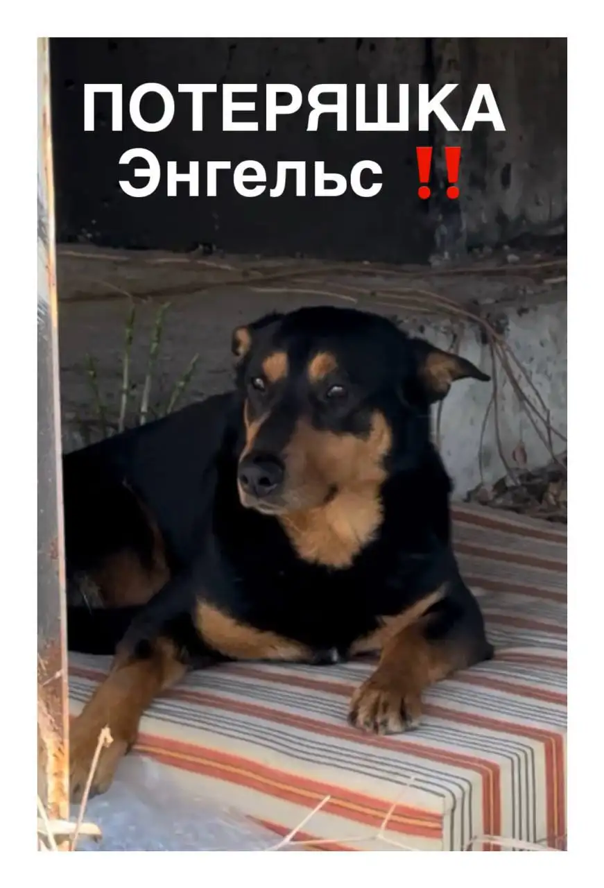 Пропала уличная собака с мясокомбината в Приволжском - Поиск животных (Животные) в Саратов